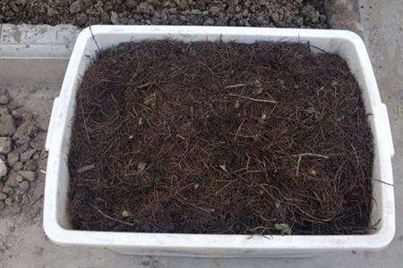 怎么促进虎皮兰冒新芽