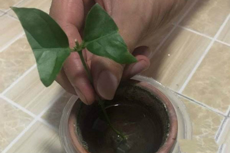 茉莉怎么做好水培扦插