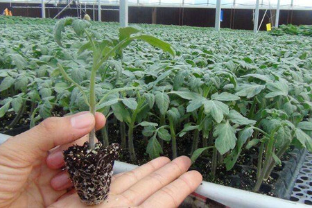 番茄种植技术