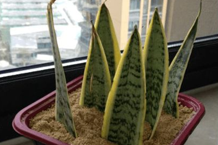 虎皮兰怎么繁殖