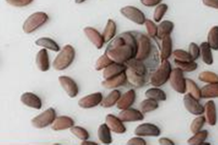 虎皮兰怎么繁殖