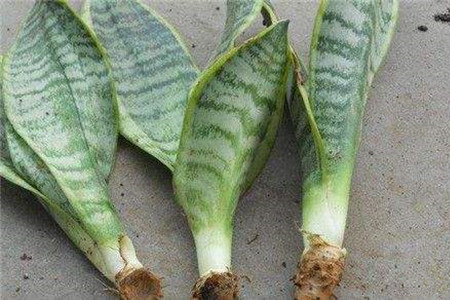 虎皮兰怎么繁殖