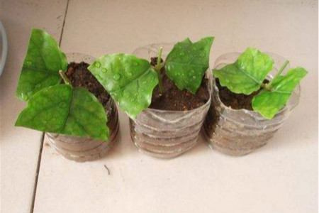 茉莉怎么做好土培扦插