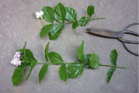 茉莉怎么做好土培扦插