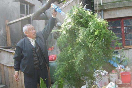 文竹疯长解决办法