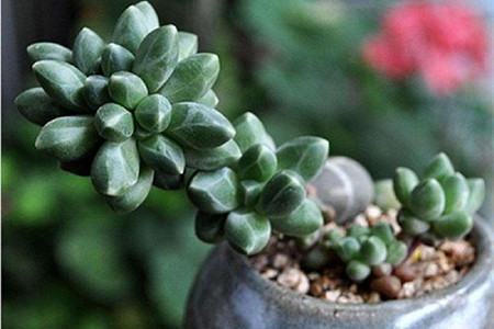 多肉植物怎么种