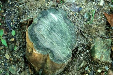 哪些野生树桩值钱