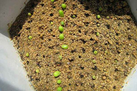 多肉植物怎么种