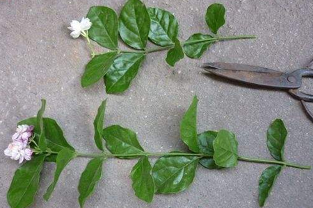 茉莉扦插生根最快办法