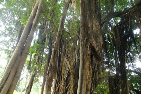 榕树气根的引导办法