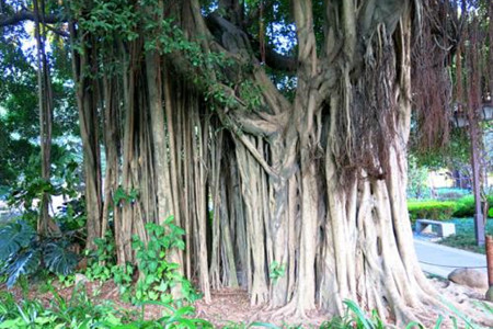 榕树气根的引导办法