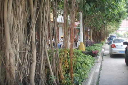 榕树气根的引导办法