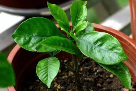 栀子花扦插办法及图解