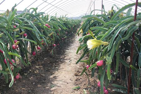 火龙果种植技术