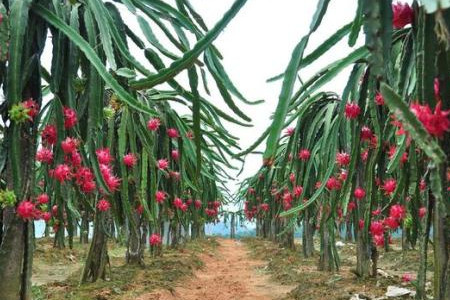 火龙果种植技术