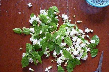 茉莉开完花怎么修剪