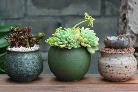 选多肉盆有什么提倡吗