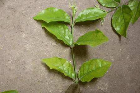 茉莉开完花怎么修剪