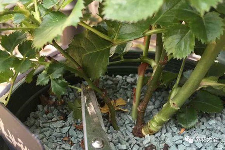 茉莉开完花怎么修剪