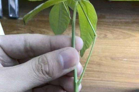 发财树扦插繁殖办法图解