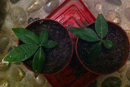 发财树扦插繁殖办法图解