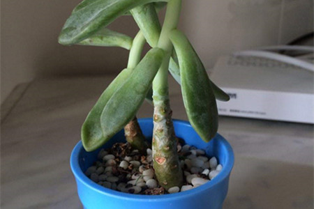 多肉可以把茎种土里吗