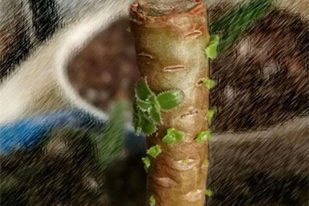 多肉可以把茎种土里吗