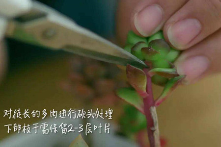 多肉可以把茎种土里吗