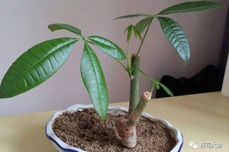 发财树扦插繁殖办法图解