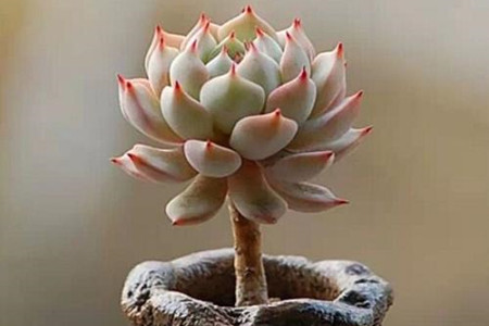 多肉可以把茎种土里吗