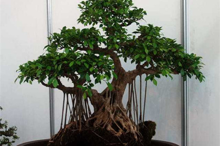 榕树盆景怎么养