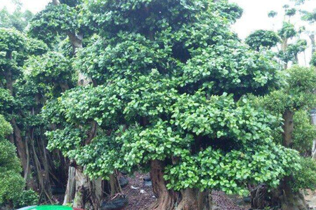 榕树盆景怎么养