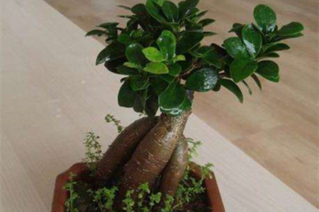 榕树盆景怎么养