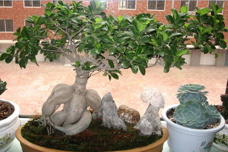 榕树盆景怎么养