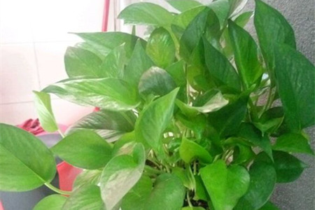 绿萝怎么养才能有藤蔓