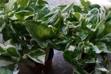 绿萝怎么养才能有藤蔓