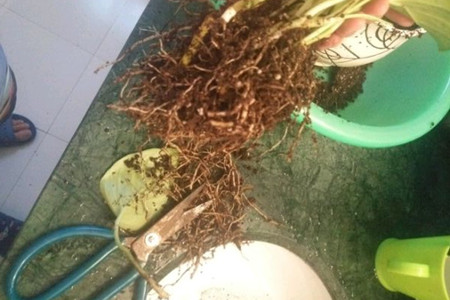 绿萝怎么养才能有藤蔓