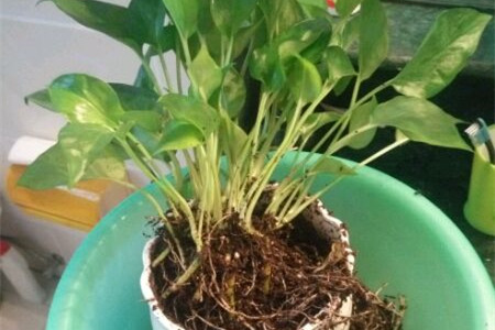 绿萝怎么养才能有藤蔓