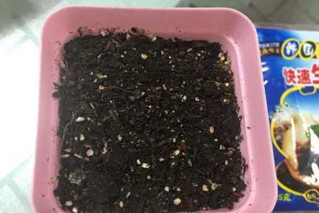 多肉土壤怎么选