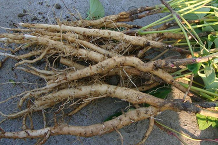 牡丹不开花的原因分析