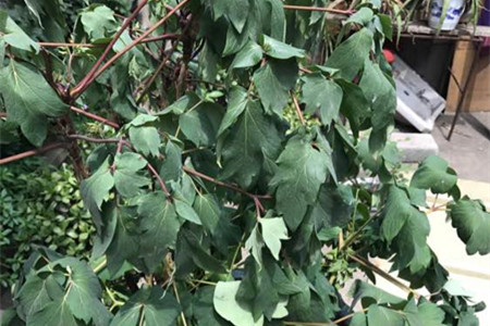 牡丹不开花的原因分析