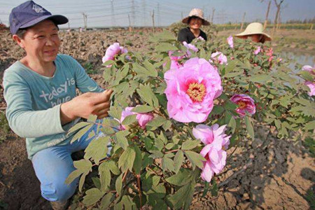 牡丹不开花的原因分析