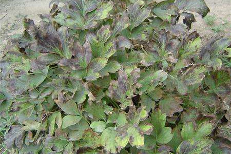 牡丹不开花的原因分析