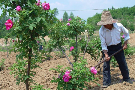 牡丹不开花的原因分析