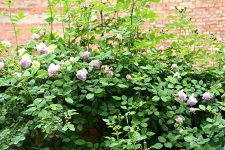 爬藤蔷薇花的养殖办法