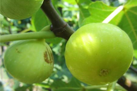 阳台无花果种植办法