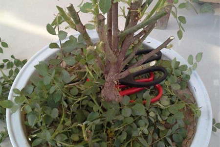 爬藤蔷薇花的养殖办法