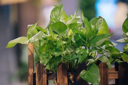 怎么让绿萝藤又粗又壮