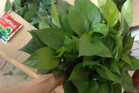 怎么让绿萝藤又粗又壮