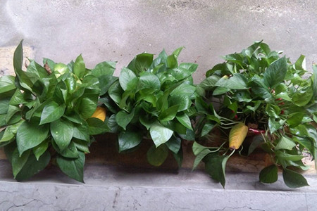 怎么让绿萝藤又粗又壮